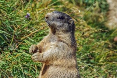 день сурка 2026