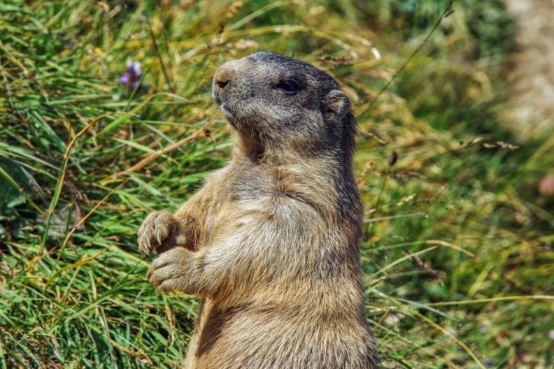 день сурка 2026