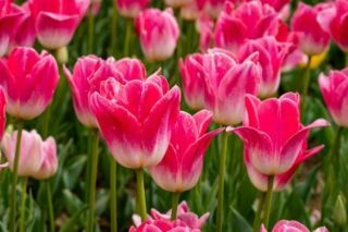 когда садить тюльпаны 2026