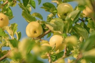 як правильно садити яблуні