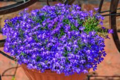 когда сеять лобелию на рассаду