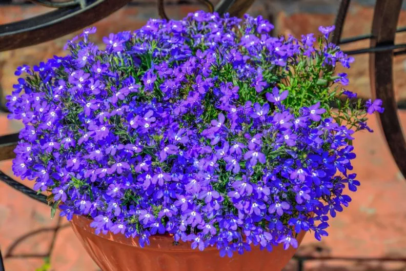 когда сеять лобелию на рассаду