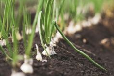 коли сіяти цибулю на розсаду 2026