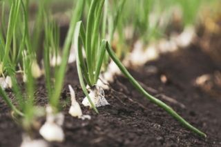 коли сіяти цибулю на розсаду 2026