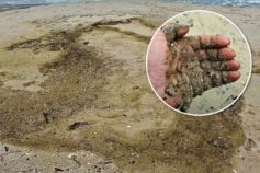 Забруднення Чорного моря олією