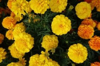 коли сіяти чорнобривці на розсаду 2026