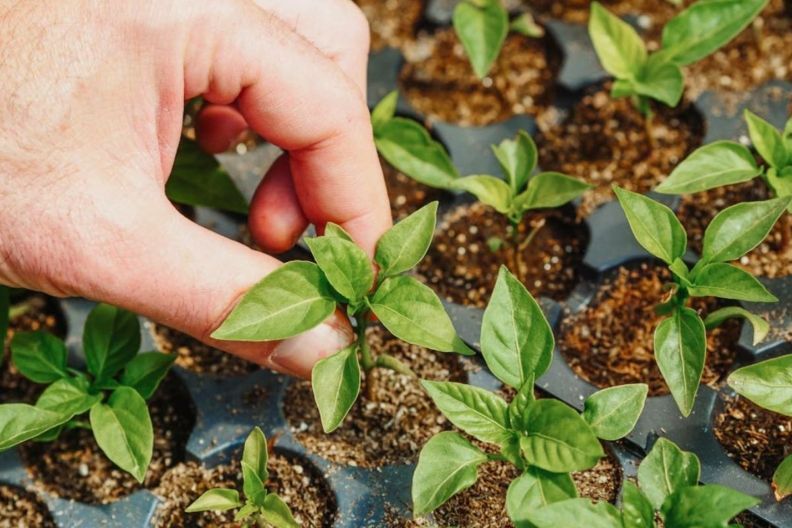 посевной календарь на март 2025