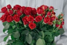 Как вырастить розу из букета