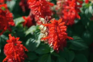 когда сеять сальвию на рассаду