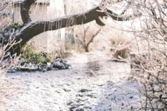 Обрізка дерев у лютому 2026