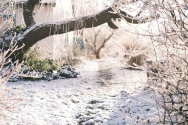 обрезка деревьев в феврале 2026