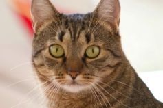 Всесвітній день кішок