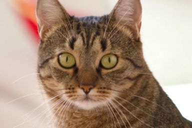 Всемирный день кошек