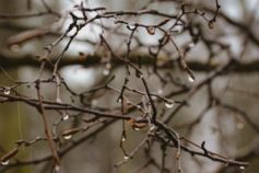 перша обробка саду весною