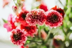 когда сажать георгины