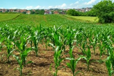 у які числа садити кукурудзу