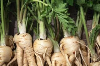 когда сеять сельдерей 2026