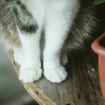 Охотница и антистресс: как фронтовая кошка Муся “несет службу” на передовой рядом с бойцами