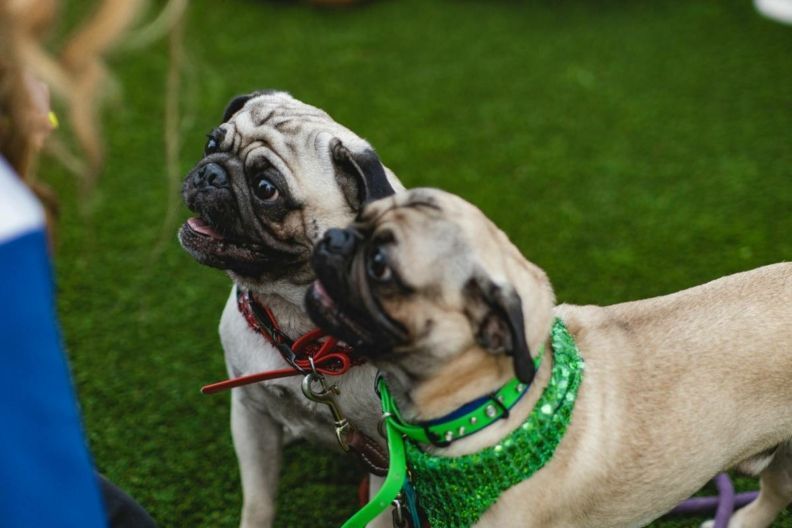 12 порід собак із ризиком задишки