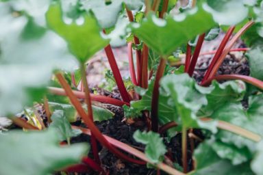 коли сіяти буряк на розсаду 2026