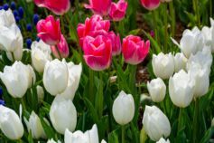 як розмножувати тюльпани