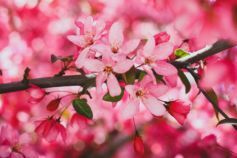 когда цветут сакуры в ужгороде