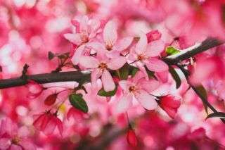 коли цвітуть сакури в ужгороді