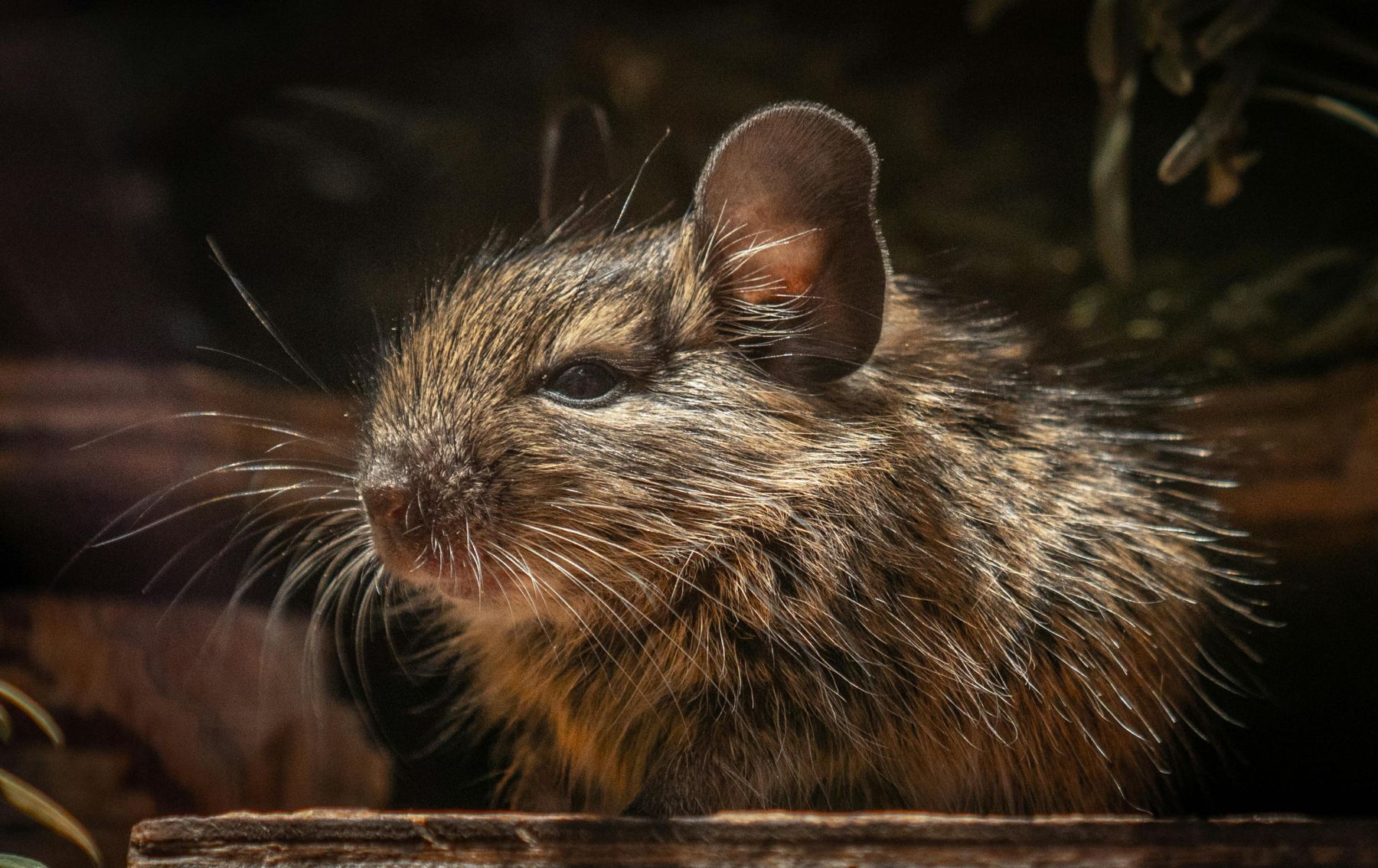 Вимирання видів