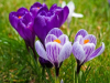 Когда цветут крокусы в Украине и где их можно увидеть