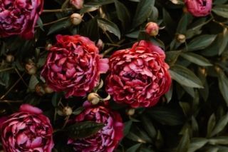 коли цвітуть півонії в Україні