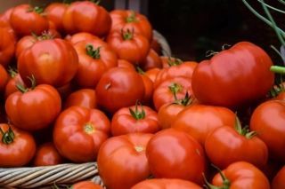 Когда сеять помидоры в марте