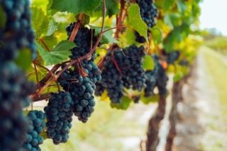 Коли обрізати виноград весною