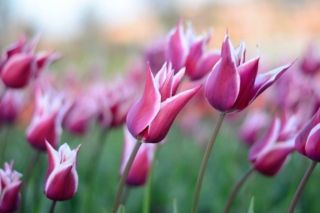 коли почнуть цвісти тюльпани в україні