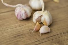 когда садить ярый чеснок 2026