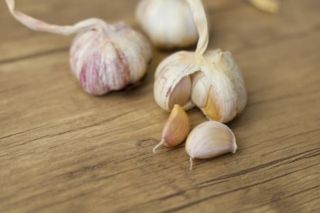 коли садити ярий часник 2026