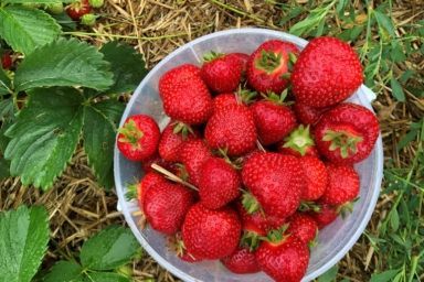чим підживити полуницю навесні