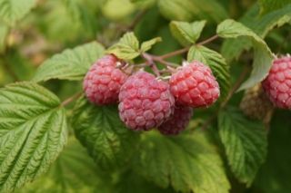 как правильно обрезать малину весной