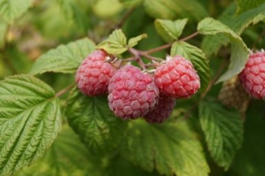 как правильно обрезать малину весной