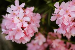 Як посадити гіацинти весною