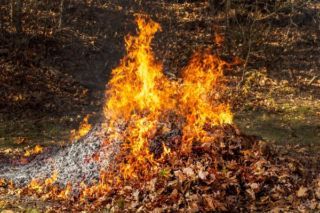 Можно ли сжигать ветви