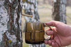 Збір березового соку в Україні