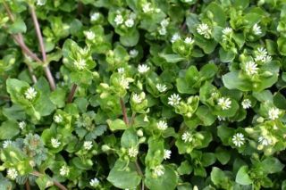 Как вывести мокрец на огороде