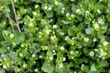 Как вывести мокрец на огороде