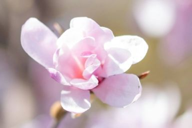 когда цветут магнолии в киеве