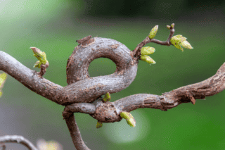 вторая обработка сада весной