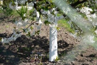 Чи треба білити дерева