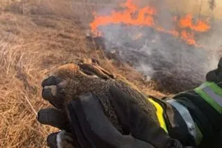 Штрафи за паління трави