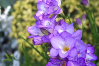 фрезия уход