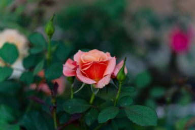 первая подкормка роз весной