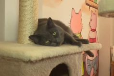 Котокафе в Одесі